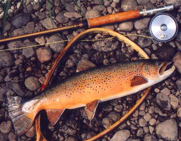 browntrout.jpg